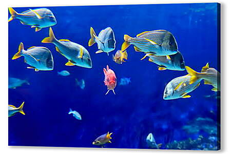 Постер (плакат) - Рыбки
