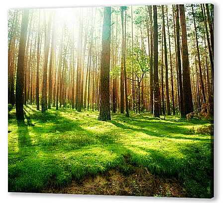 Картина маслом - Солнце в лесу
