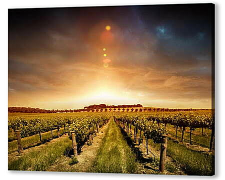 Постер (плакат) - Виноградное поле и невероятный закат
