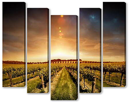 Модульная картина - Виноградное поле и невероятный закат

