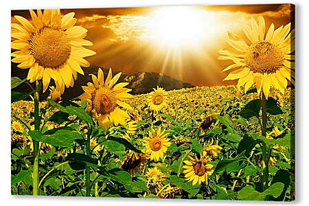 Постер (плакат) - Солнце в поле подсолнухов

