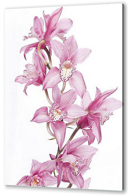 Постер (плакат) - Орхидеи
