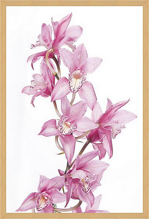 Картина - Орхидеи
