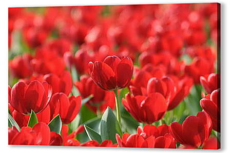 Постер (плакат) - Красные тюльпаны
