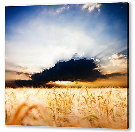 Постер (плакат) - Пшеничное поле и грозовое облако
