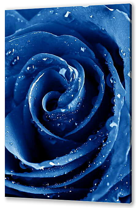 Постер (плакат) - Синяя роза в каплях воды
