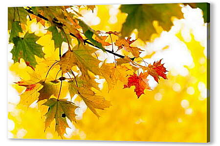 Картина маслом - Осенние листья
