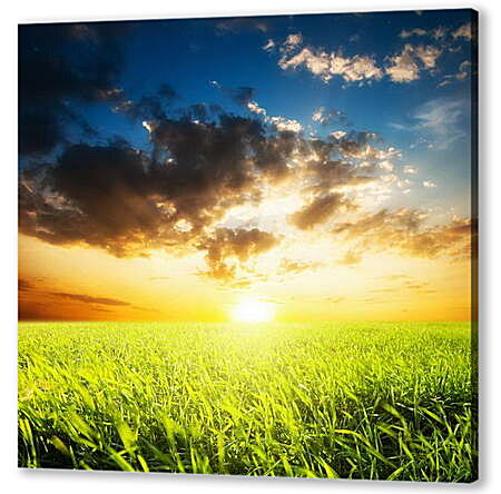 Картина маслом - Солнце в зеленом поле
