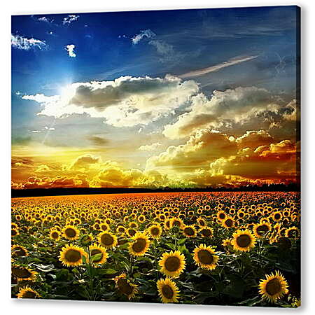 Картина маслом - Солнечное небо и поле подсолнухов
