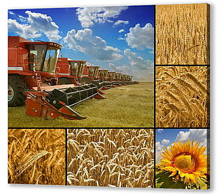 Постер (плакат) - Коллаж сборка пшеницы
