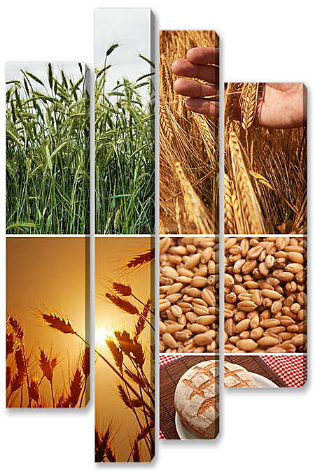Модульная картина - Коллаж Пшеница семена хлеб