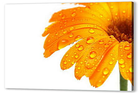 Постер (плакат) - Оранжевый цветок в каплях росы
