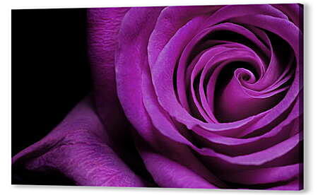 Картина маслом - Фиолетовая роза
