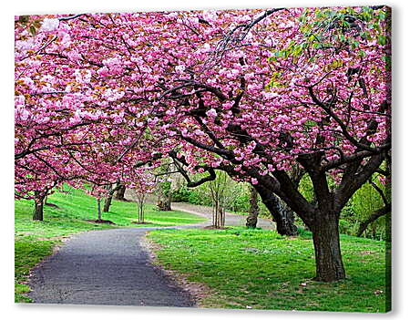 Розовые деревья в парке
