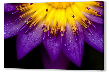 Картина маслом - Желто-фиолетовый цветок