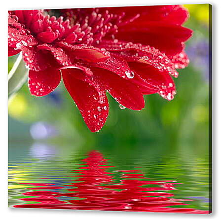 Картина маслом - Красный цветок над водой
