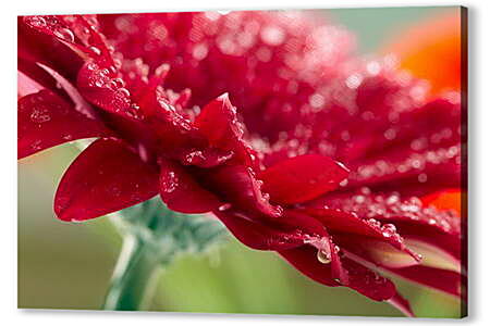 Картина маслом - Красный цветок в каплях россы
