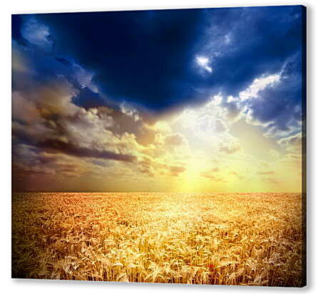Картина маслом - Маки в пшенице
