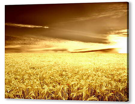 Постер (плакат) - Пшеница на закате
