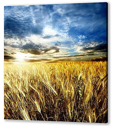 Картина маслом - Солнце в облаках над полем
