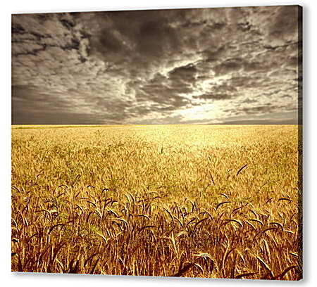 Картина маслом - Пшеничное поле
