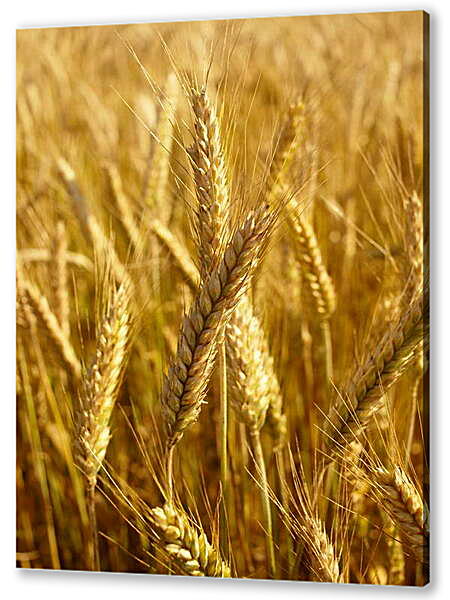 Картина маслом - Красивая пшеница
