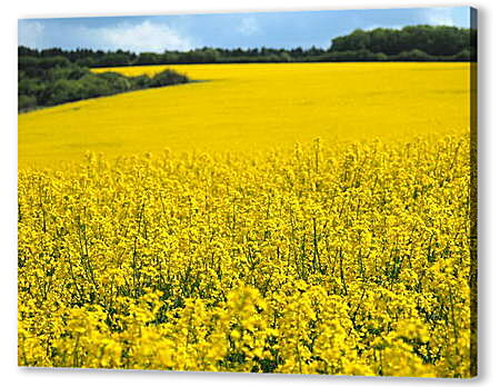 Картина маслом - Желтое поле
