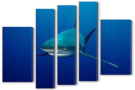 Модульная картина - Акула