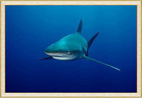 Картина - Акула