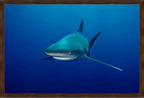 Картина - Акула