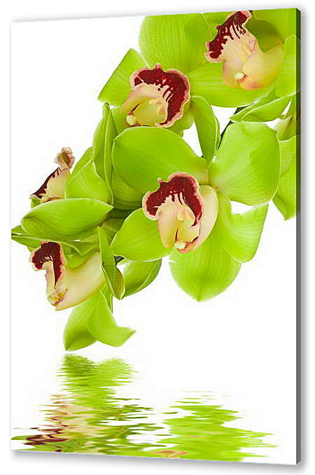 Постер (плакат) - Орхидеи над водой

