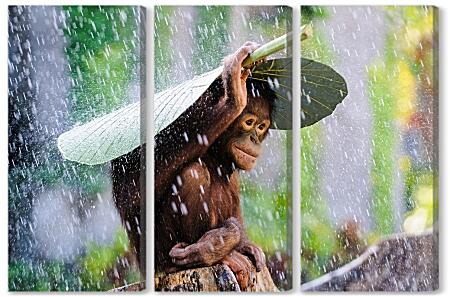 Модульная картина - Обезьянка прячется от дождя