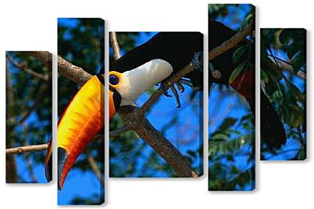 Модульная картина - Тукан