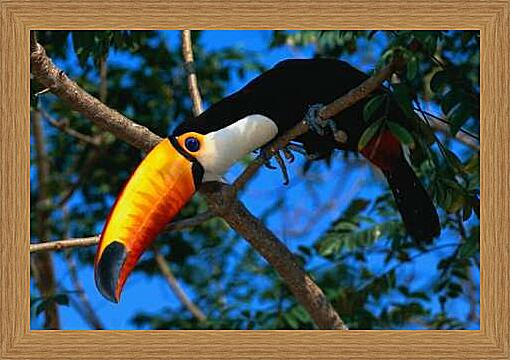 Картина - Тукан
