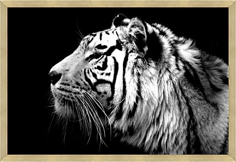 Картина - Тигр