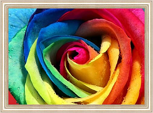 Картина - Разноцветная роза