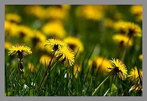 Картина - Одуванчики