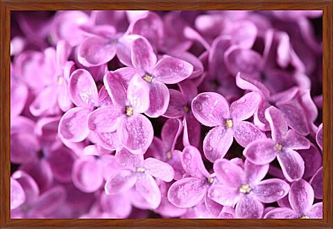 Картина - Сирень