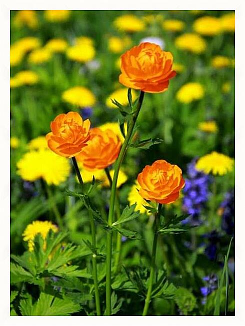 Картина - Оранжевые цветы