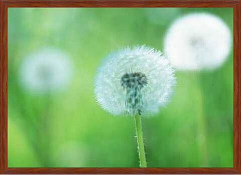 Картина - Одуванчики