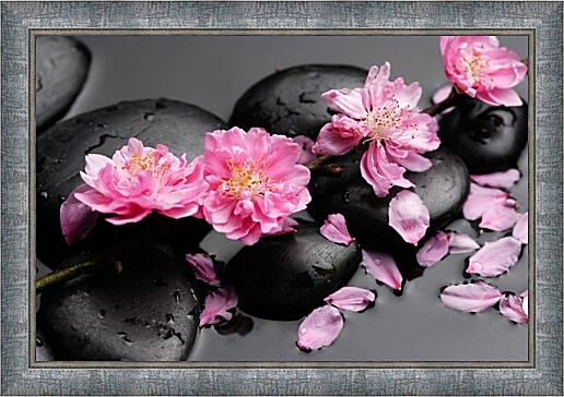 Картина - Цветы сакуры на камнях