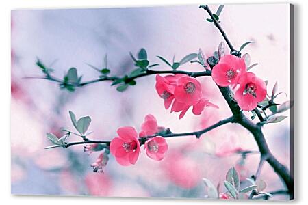 Постер (плакат) - Цветы вишни