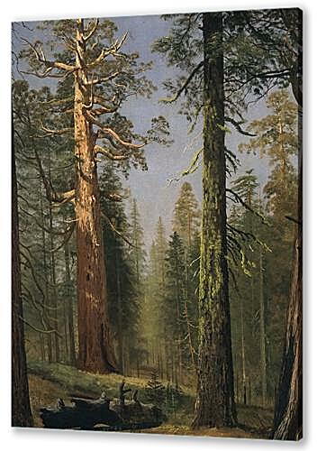 Постер (плакат) - The Grizzly Giant Sequoia, Mariposa Grove, California
