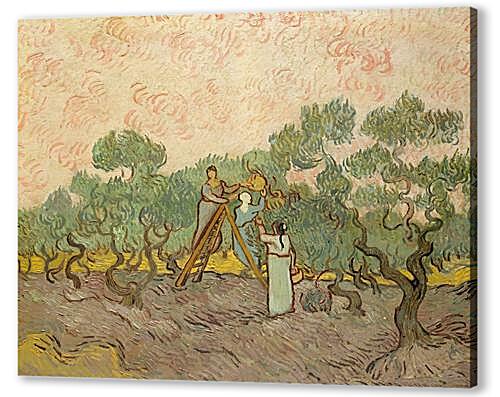 Картина маслом - Женщины собирают маслины
