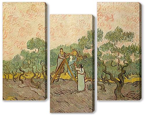 Модульная картина - Женщины собирают маслины

