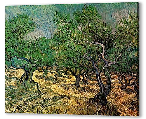 Olive Grove 2
