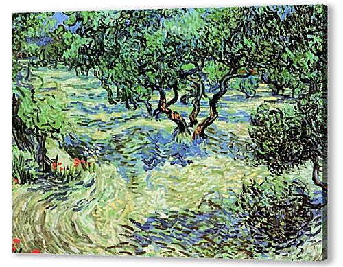 Olive Grove
