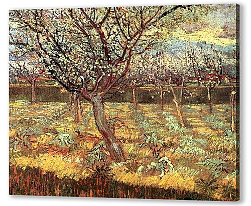 Картина маслом - Apricot Trees in Blossom 2
