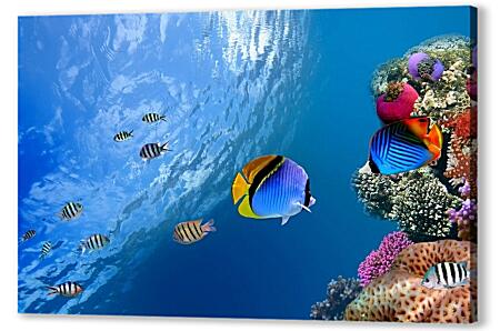 Постер (плакат) - Рыбки у рифа