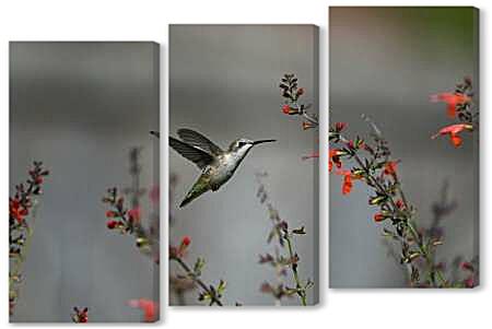 Модульная картина - Колибри